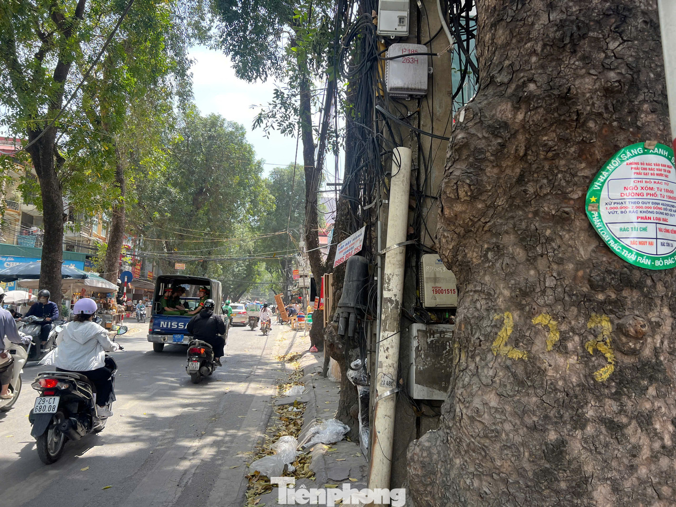 Theo ghi nhận, đa số cây trên đường Đê La Thành (quận Ba Đình) phải di dời đều là cây xà cừ có tuổi đời trên 50 năm.