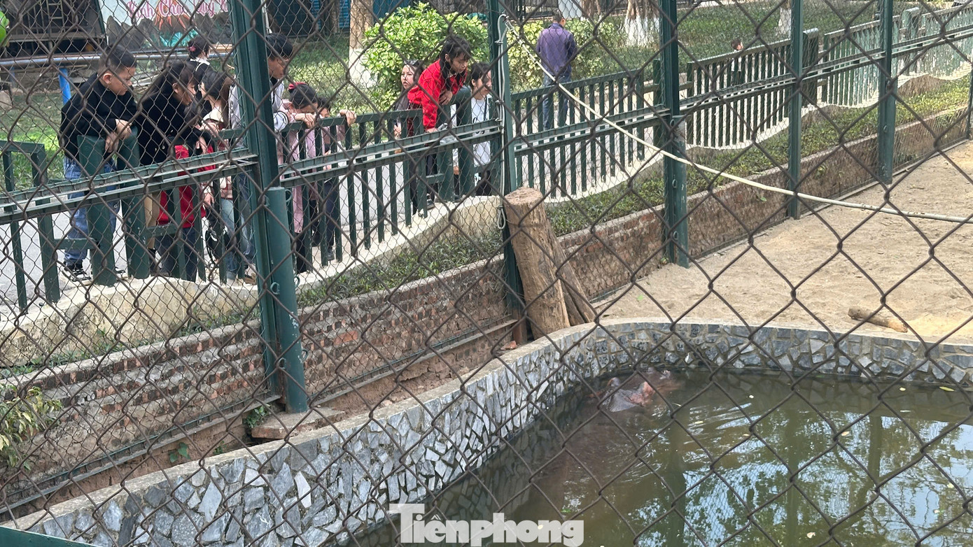 Tại công viên Thủ lệ (Vườn thú Hà Nội) ngày mùng 3 Tết, các gia đình đến không đông như các năm trước. Điểm nhấn của công viên tập trung tại chuồng hà mã - nơi vừa chào đón bé hà mã sinh sản theo phương pháp tự nhiên đầu tiên tại miền Bắc. Tại công viên Thủ lệ (Vườn thú Hà Nội) ngày mùng 3 Tết, các gia đình đến không đông như các năm trước. Điểm nhấn của công viên tập trung tại chuồng hà mã - nơi vừa chào đón bé hà mã sinh sản theo phương pháp tự nhiên đầu tiên tại miền Bắc.
