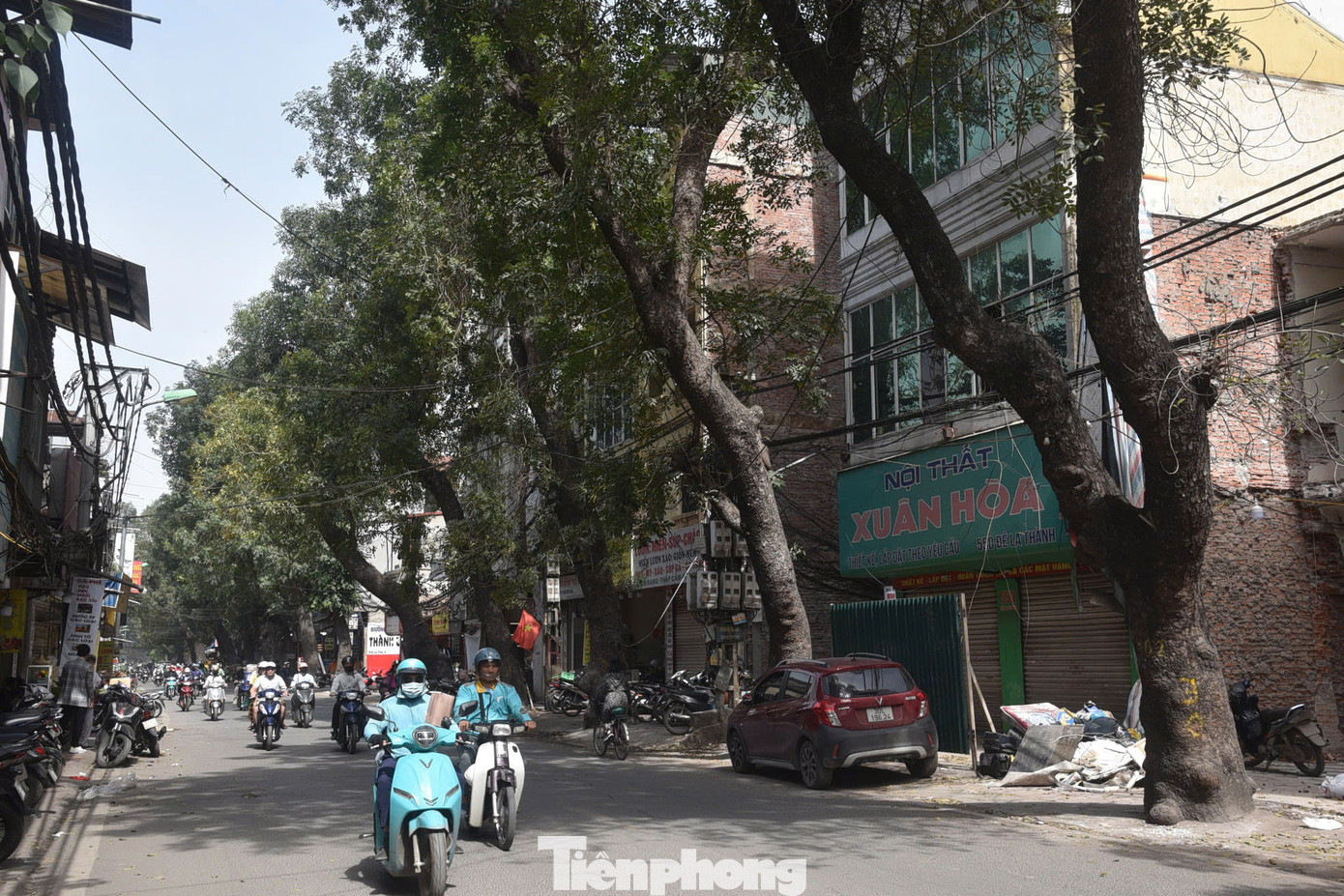 Ban Quản lý dự án đầu tư xây dựng công trình dân dụng thành phố Hà Nội cho biết, số lượng cây xanh di chuyển, chặt hạ nhiều nhất là cây xà cừ với tổng số 132 cây, còn lại là các loại cây như lát hoa, lộc vừng, sao đen, sấu...