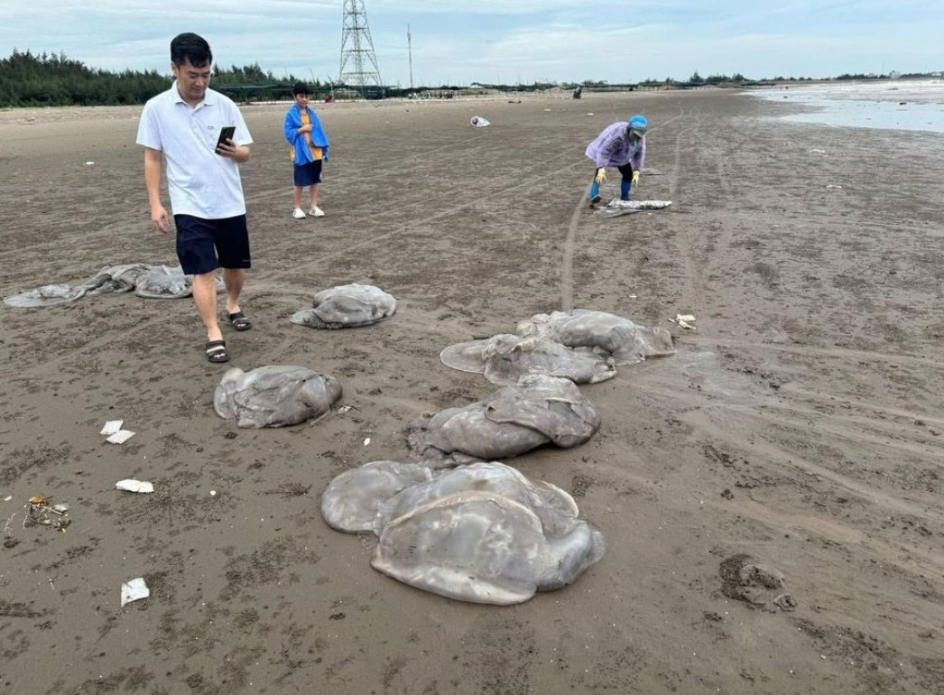 Nhiều khách du lịch thích thú với cảnh tượng sứa biển dạt vào bờ.