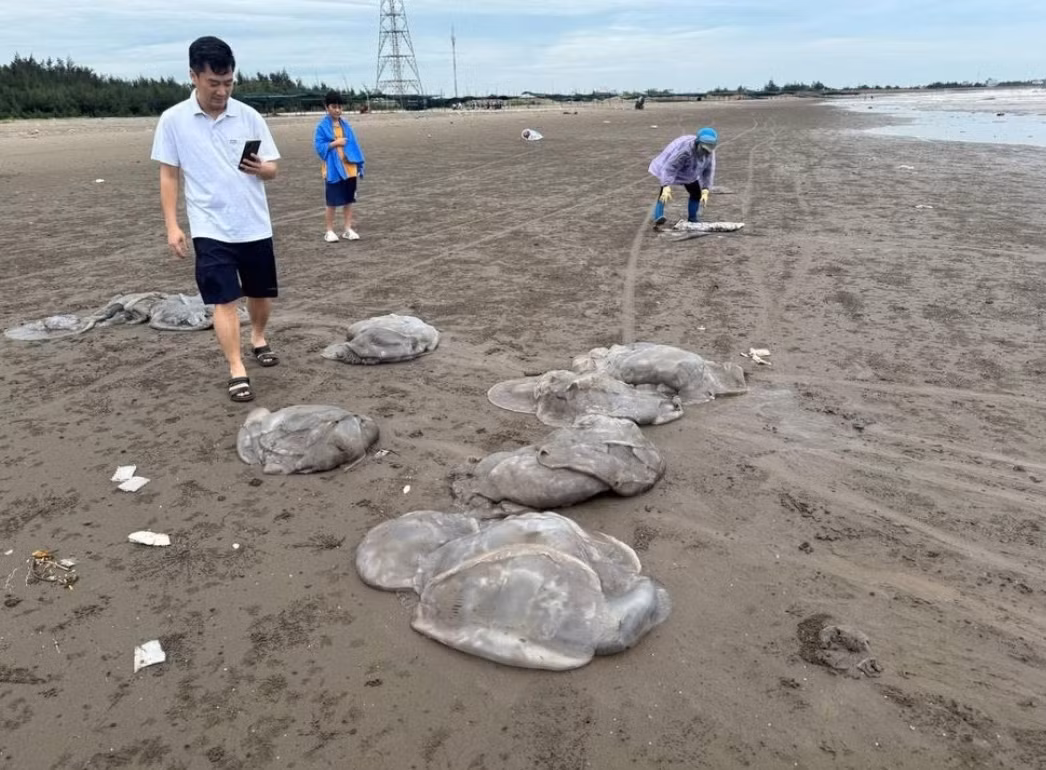 Nhiều khách du lịch thích thú với cảnh tượng sứa biển dạt vào bờ.