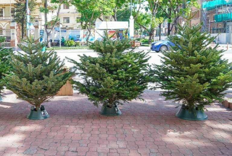 Theo khảo sát, giá một cây thông tươi không hề rẻ. Với cây từ 1 - 1,2m có giá 4 triệu đồng, cây cao 1,7 mét có giá 5,5 triệu đồng, cây cao 1,9 mét có giá 7 triệu đồng. Thông từ 2 mét trở lên có giá đắt hơn do phụ thuộc vào chi phí vận chuyển. Cụ thể, cây cao 2,2 - 2,5mét có giá 38 triệu đồng, cây cao 3,5 mét giá hơn 60 triệu đồng. Đây là mức giá chưa gồm vật dụng trang trí, chân đế. Theo khảo sát, giá một cây thông tươi không hề rẻ. Với cây từ 1 - 1,2m có giá 4 triệu đồng, cây cao 1,7 mét có giá 5,5 triệu đồng, cây cao 1,9 mét có giá 7 triệu đồng. Thông từ 2 mét trở lên có giá đắt hơn do phụ thuộc vào chi phí vận chuyển. Cụ thể, cây cao 2,2 - 2,5mét có giá 38 triệu đồng, cây cao 3,5 mét giá hơn 60 triệu đồng. Đây là mức giá chưa gồm vật dụng trang trí, chân đế.