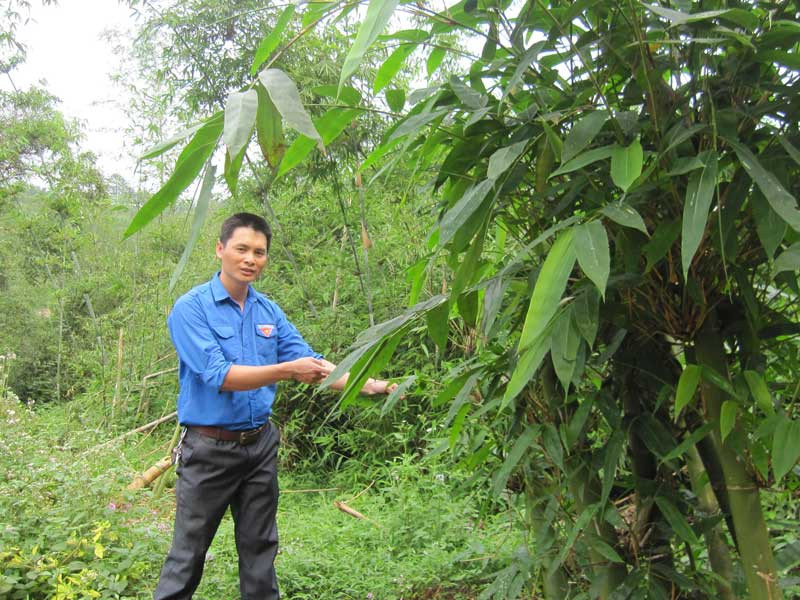 Bí thư Đoàn xã Bắc Sơn Đặng Văn Sinh giới thiệu những rặng tre đang lên xanh