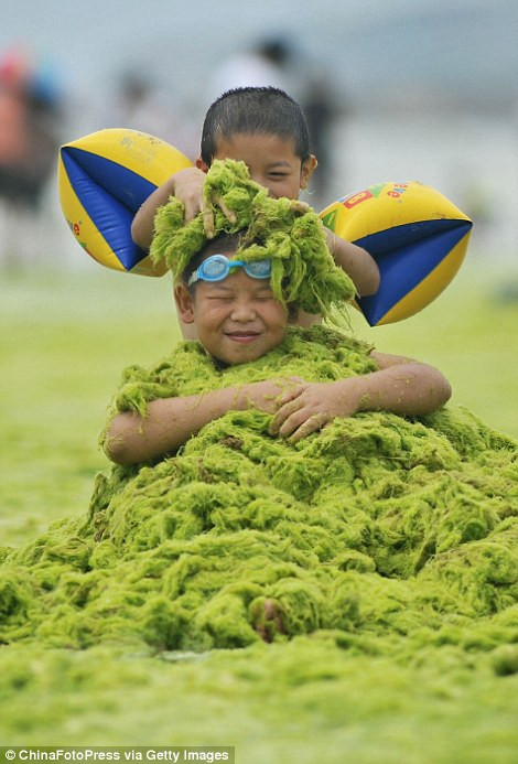 Vô tư bơi lội giữa ‘biển’ tảo bốc mùi ảnh 7