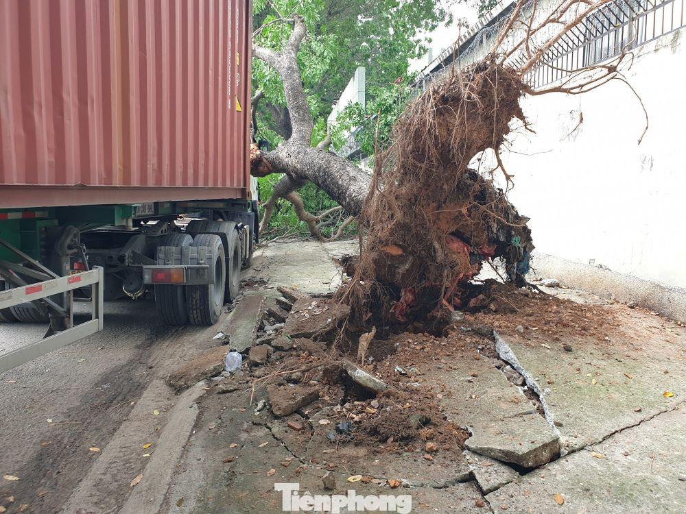 Cây xanh bật gốc