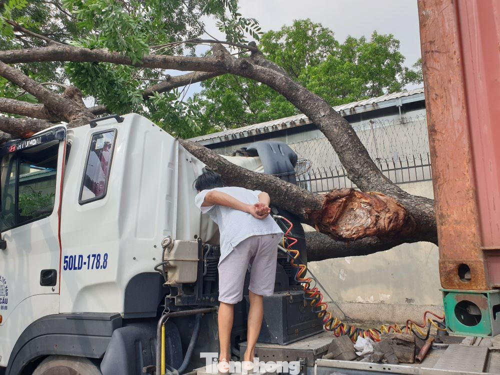 Cây xanh đè cabin xe container