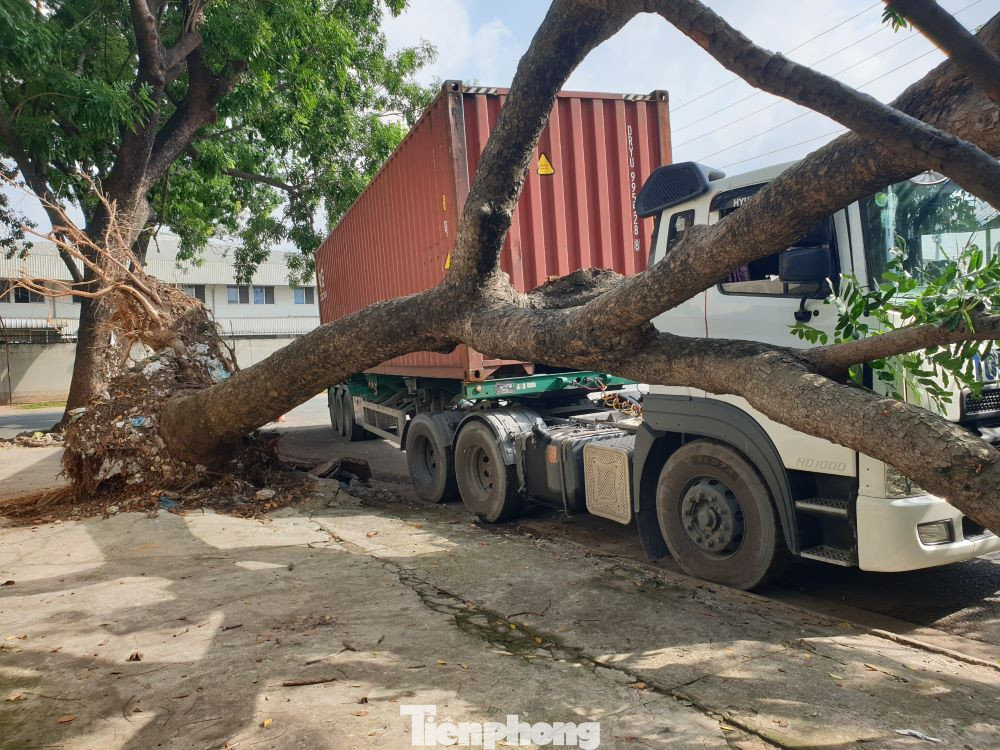 Thùng xe container vướng vào cây xanh khi ôm cua