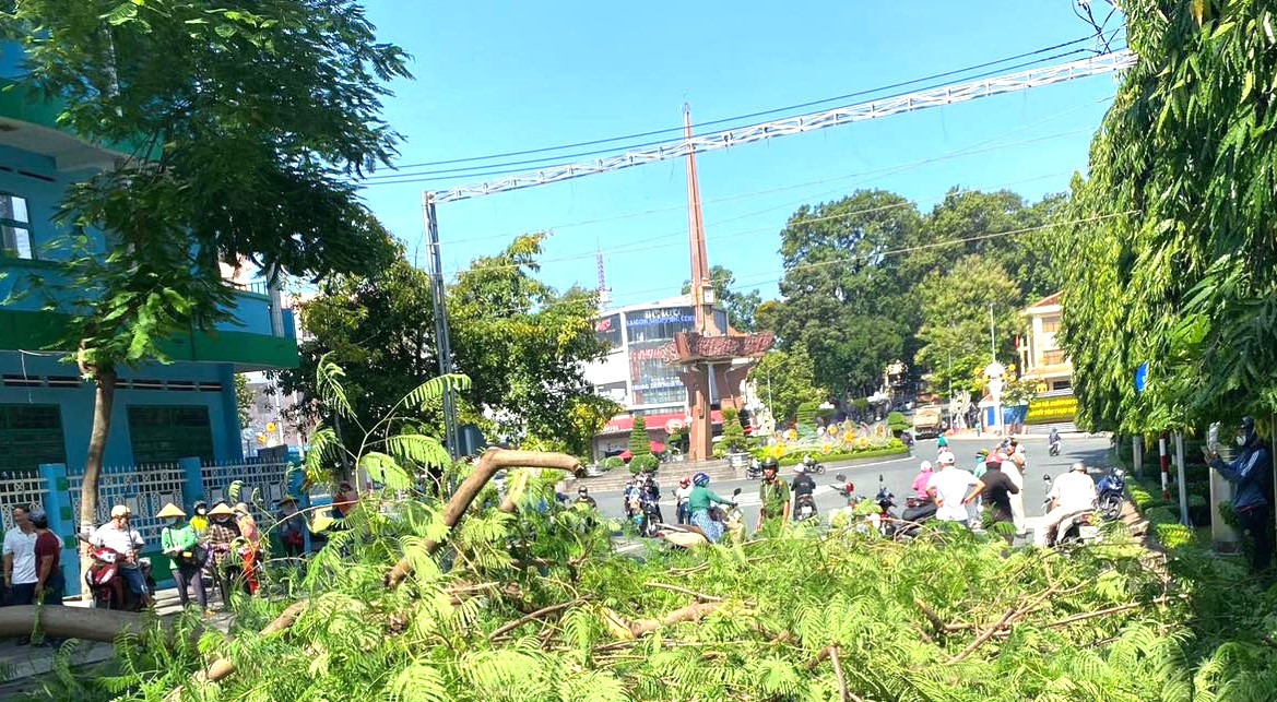 Cây phượng ngã chắn ngang đường Cây phượng ngã chắn ngang đường