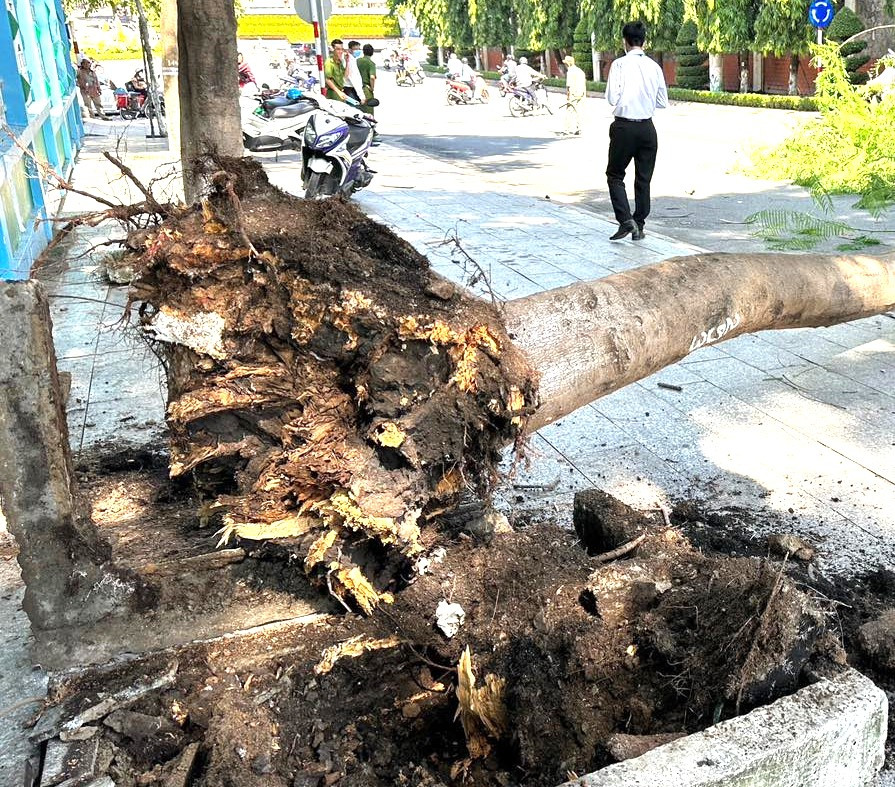 Cây phượng bị bật gốc và ngã xuống đường Cây phượng bị bật gốc và ngã xuống đường