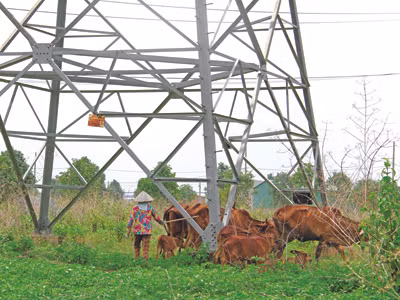 Đàn bò thả rông cùng mài sừng, gãi ngứa tại một chân trụ điện cao thế gần Trạm biến áp 500 KV Tân Định. (Ảnh chụp trưa 29/5)