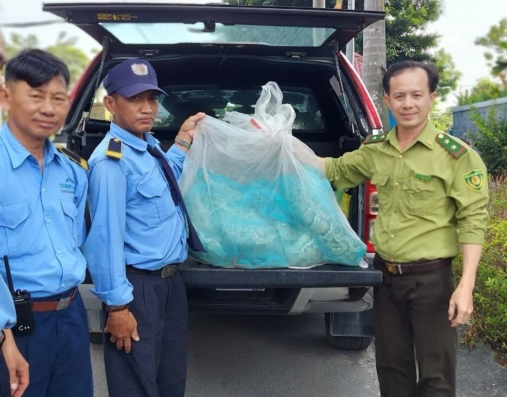 Bảo vệ khu dân cư 13C bàn giao hai cá thể trăn đất cho cán bộ kiểm lâm. Ảnh: Kiểm lâm cung cấp
