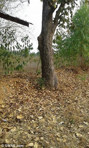 Bé sơ sinh sống sót thần kỳ sau khi bị đâm và chôn sống ảnh 1