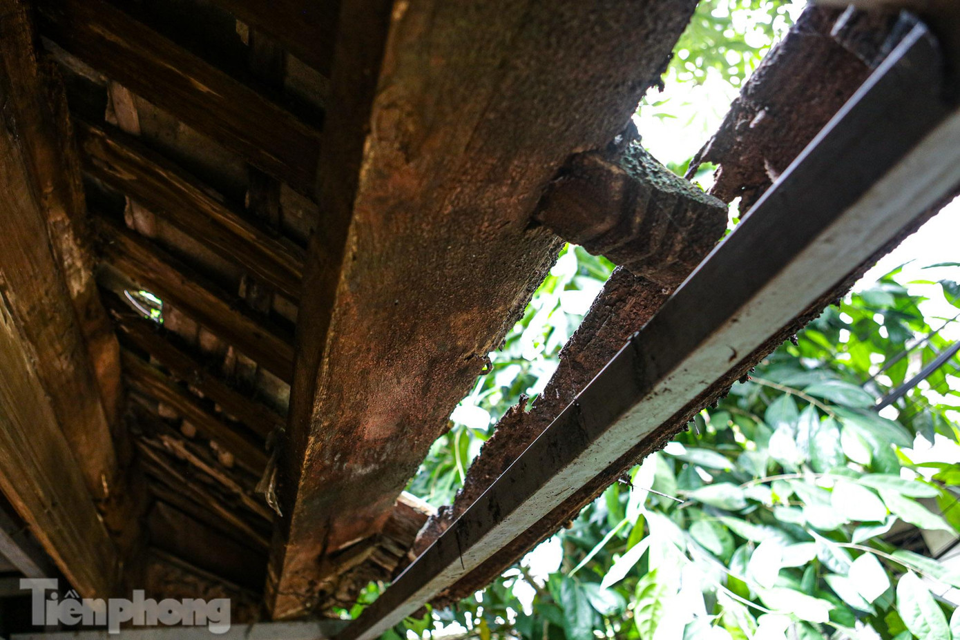 Phần mái ngói hiện tại đã bị hư hại vô cùng nghiêm trọng, nhiều đoạn bị rơi vỡ tạo thành các lỗ hổng rất lớn trên trần nhà.