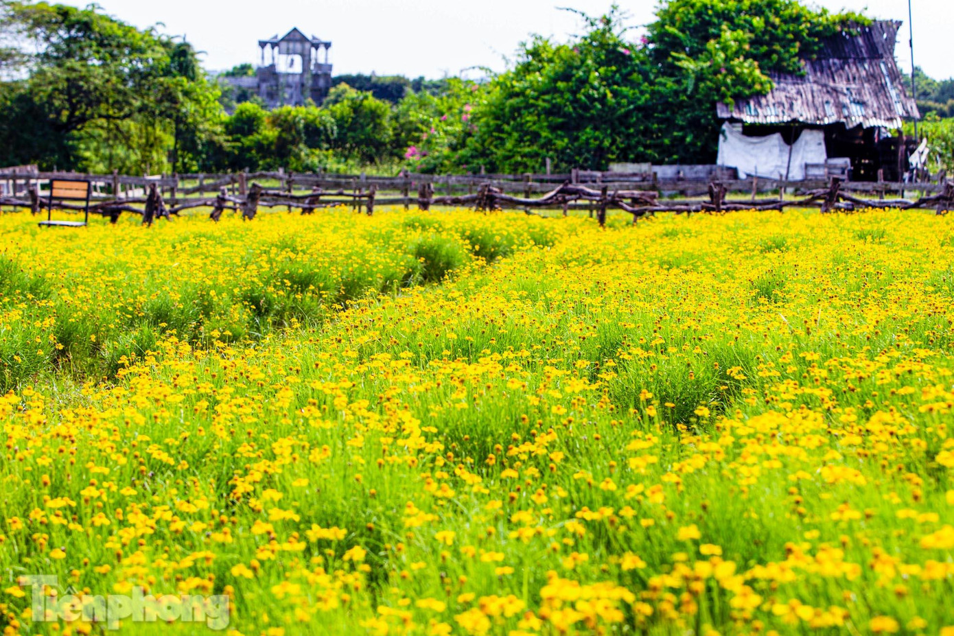 Hoa cúc sao băng tên khoa học là: Thymollphyla có tên tiếng Anh là Shootting star thuộc họ Cúc (Asteraceae). Hoa cúc sao băng nguồn gốc ở phía Nam miền Trung Texas và miền Bắc Mexico. Hoa cúc sao băng hay có tên gọi khác là hoa cúc rủ, hoa cúc bi, hoa sao băng.