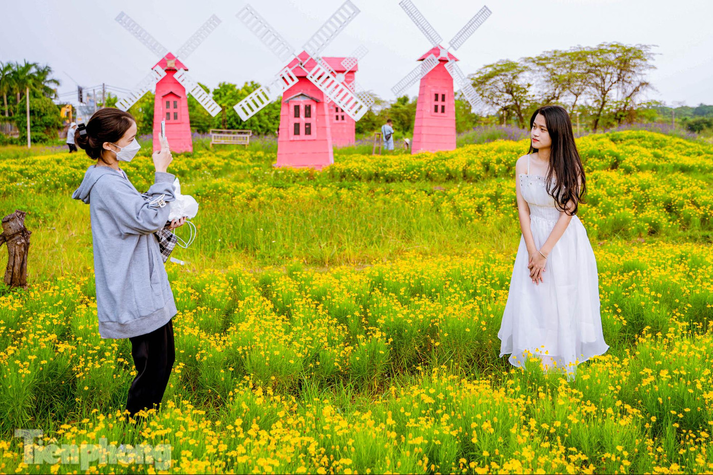 "Để có vườn hoa này, chúng tôi đã ươm cây, gieo từ hạt cách đây 4-5 tháng. Hoa nở rực rỡ nhất vào mùa hè nhưng lại thời tiết Hà Nội vừa qua hợp với đặc tính của cúc sao băng nên đồng hoa này đã nở rộ vào đúng dịp mùa thu Hà Nội đang đẹp nhất", anh Hùng cho biết thêm.