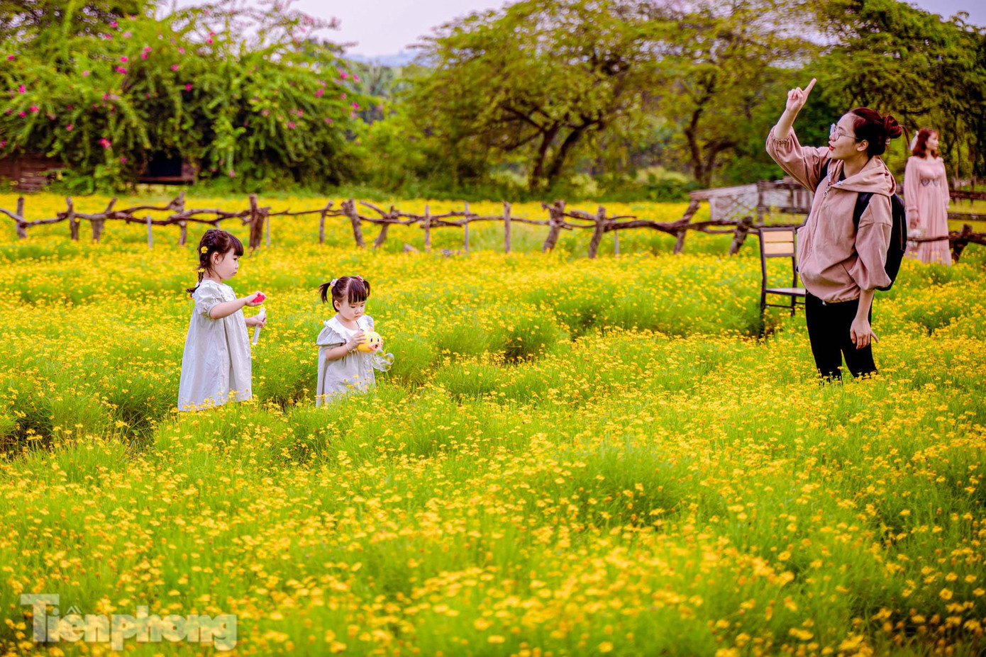 Không chỉ thu hút các bạn trẻ, nhiều gia đình cũng đưa con nhỏ đến vườn cúc sao băng để lưu lại những kỷ niệm đẹp.