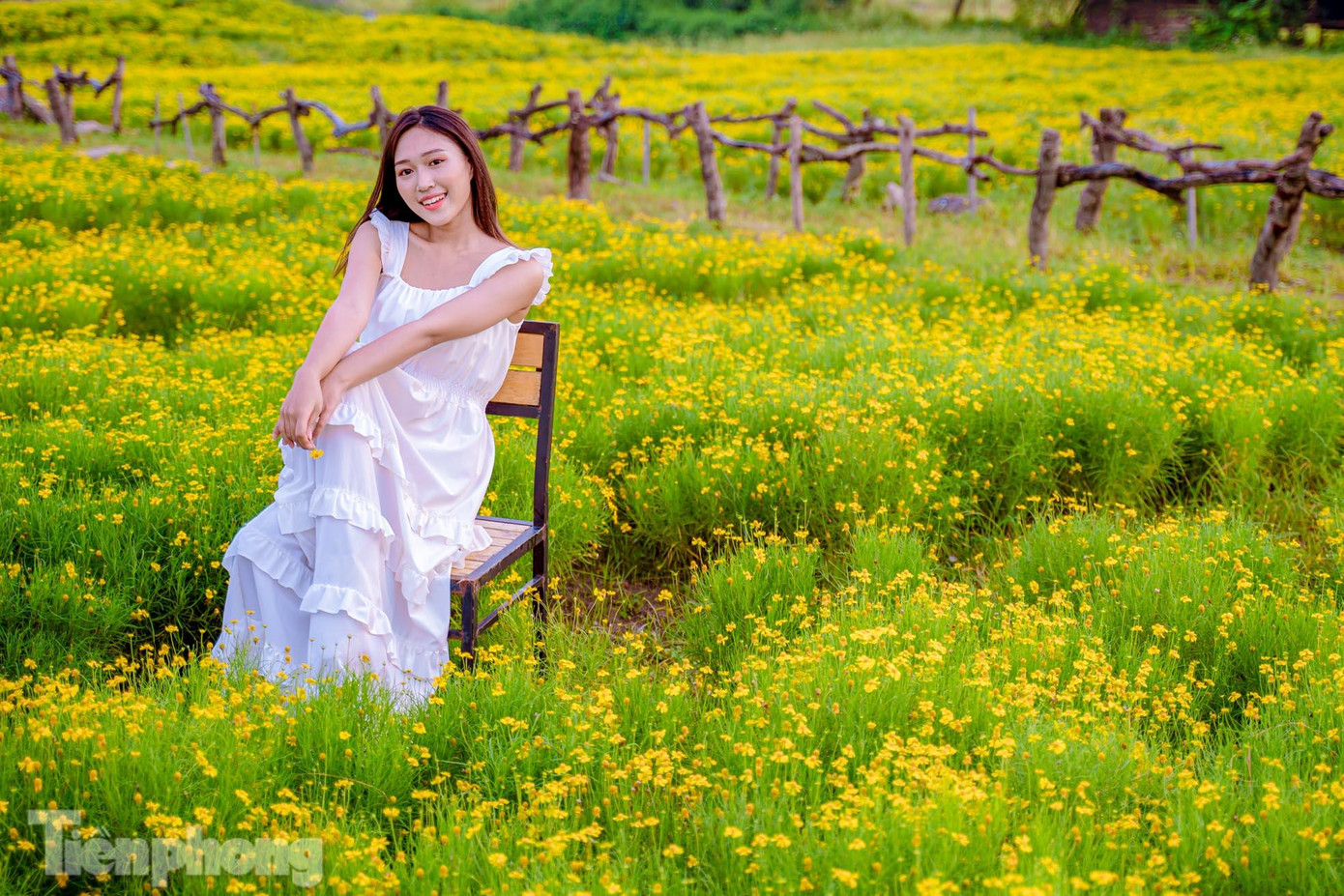 Anh Trương Thế Hùng - chủ vườn hoa chia sẻ: "Ở Việt Nam, hoa cúc này được phân bố chủ yếu ở rừng nhiệt đới. Hiện nay, nông nghiệp phát triển cùng khoa học kỹ thuật, hoa cúc được trồng phổ biến ở miền Nam. Miền Bắc cũng đang du nhập nhưng không nhiều và không được trồng thành diện tích lớn mà chủ yếu trồng thành những giò hoa treo".