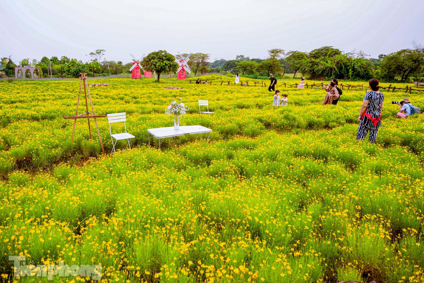 Cây hoa có thể được mọc ở điều kiện khắc nghiệt và khô như các vách đá, vách núi…nhưng đã từ lâu loài hoa này trở thành thân thuộc với con người chính bởi vẻ đẹp rực rỡ, thuần khiết và trong sáng nên được trồng nhiều ở ban công, sân vườn, vỉa hè, công viên, nhà hàng, vườn hoa… hay đơn giản hơn là trồng trong chậu cảnh, chậu treo trước hiên nhà... Bên cạnh đó cúc sao băng còn mang đến cho người ngắm một cảm giác thoải mái, thư thái đầu óc sau những giây phút căng thẳng với cuộc sống thường nhật.