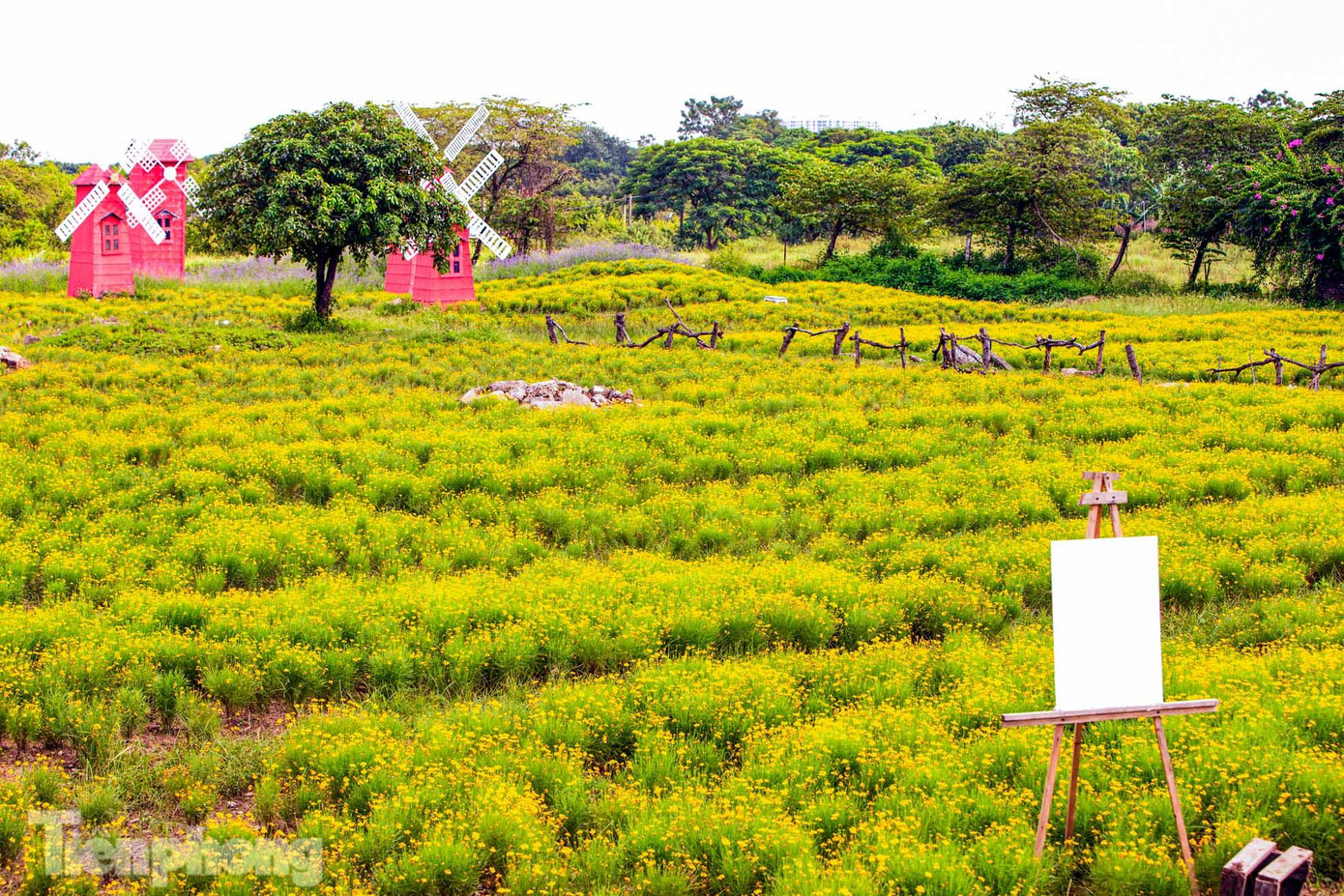 Những ngày gần đây, cánh đồng cúc sao băng độc nhất ở Hà Nội, rộng hơn 1ha ở thảo nguyên hoa trên đường Thạch Cầu (quận Long Biên, Hà Nội) đang nở rộ, thu hút người dân Thủ đô đến chiêm ngưỡng, check-in, chụp ảnh.