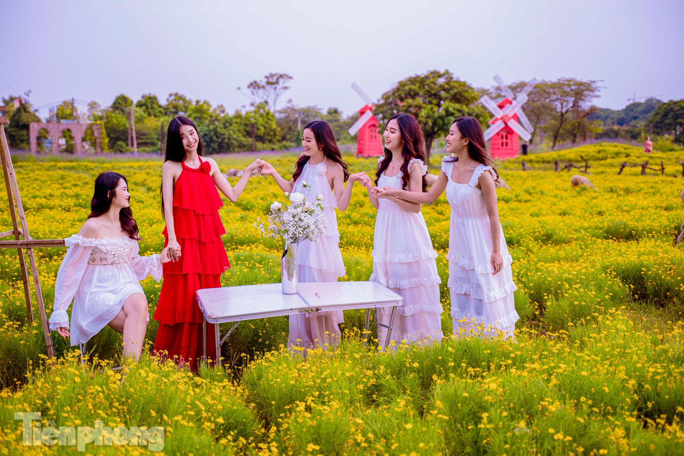 Một nhóm các bạn trẻ tới vườn hoa cúc sao băng ở đường Thạch Cầu, quận Long Biên, Hà Nội để check in