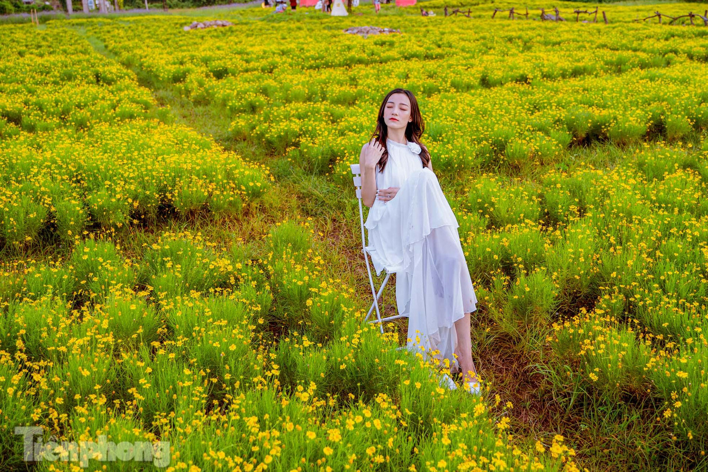 Một trong những điểm chung của các loại hoa cúc là sớm nở chóng tàn, 50 nghìn cây hoa cúc sao băng đang nở rộ ở độ đẹp nhất vào thời gian này.