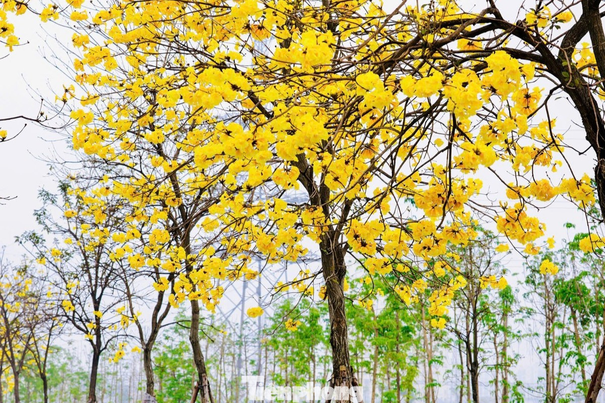Trong khu đô thị này, hoa phong linh được trồng khắp nơi, trước mỗi ngôi nhà đều có một cây nở vàng rực, khiến nơi đây mang vẻ đẹp riêng biệt, đặc sắc.