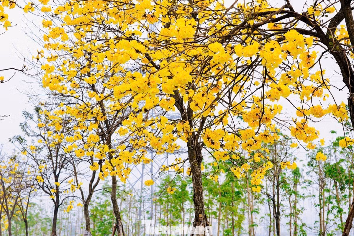 Trong khu đô thị này, hoa phong linh được trồng khắp nơi, trước mỗi ngôi nhà đều có một cây nở vàng rực, khiến nơi đây mang vẻ đẹp riêng biệt, đặc sắc. Trong khu đô thị này, hoa phong linh được trồng khắp nơi, trước mỗi ngôi nhà đều có một cây nở vàng rực, khiến nơi đây mang vẻ đẹp riêng biệt, đặc sắc.