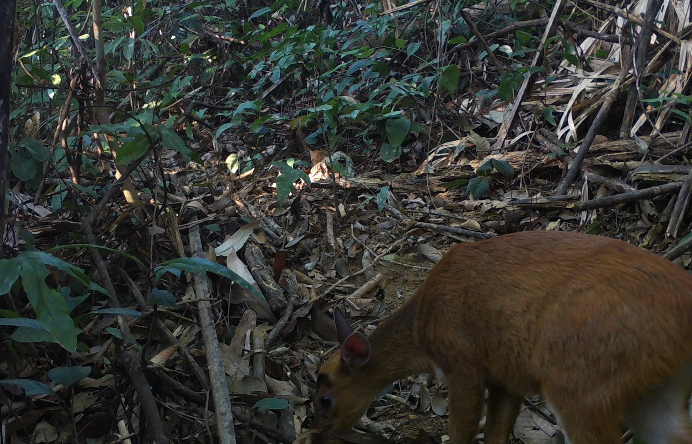 Mang Hoẵng vó vàng Mang Hoẵng vó vàng