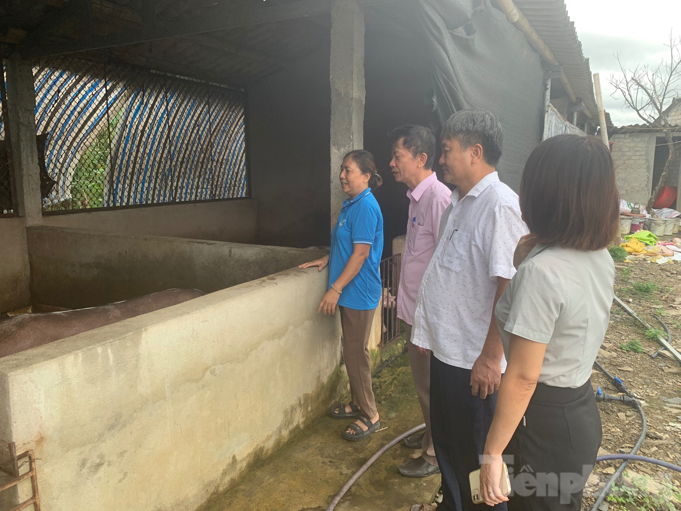 Nhờ nguồn vốn ưu đãi, gia đình bà Phương ở thị xã Bỉm Sơn đã quyết tâm phát triển kinh tế.