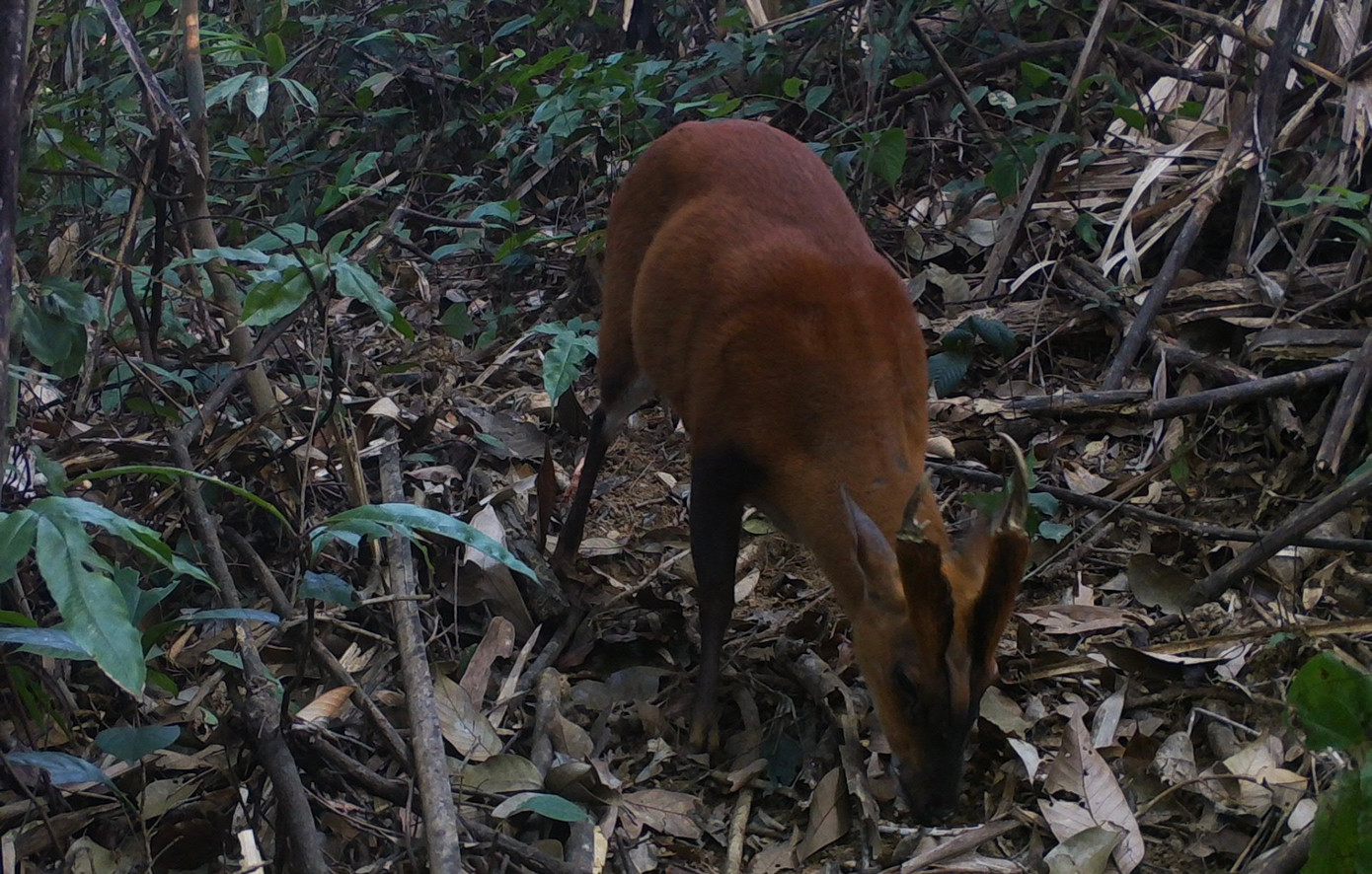 Mang Hoẵng vó vàng xuất hiện tại khu rừng thuộc Khu bảo tồn thiên nhiên Pù Hu. Mang Hoẵng vó vàng xuất hiện tại khu rừng thuộc Khu bảo tồn thiên nhiên Pù Hu.
