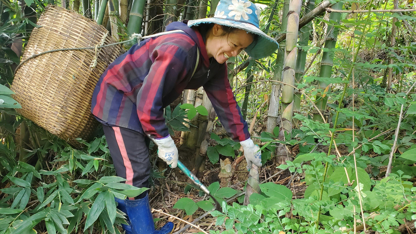 Người dân huyện Mường Lát nỗ lực phát triển kinh tế, xoá đói, giảm nghèo. Người dân huyện Mường Lát nỗ lực phát triển kinh tế, xoá đói, giảm nghèo.