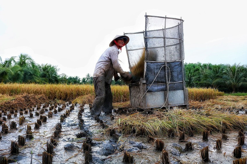 Người dân Bình Quới, Thanh Đa thu hoạch lúa. Ảnh: NGUYỆT NHI