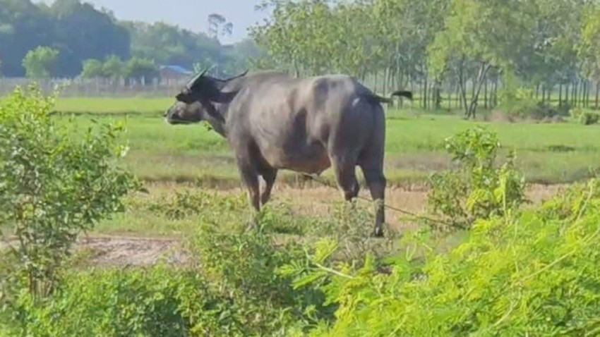 Con trâu húc chết người đàn ông trên địa bàn huyện Củ Chi vào ngày 12-8. Ảnh: HT