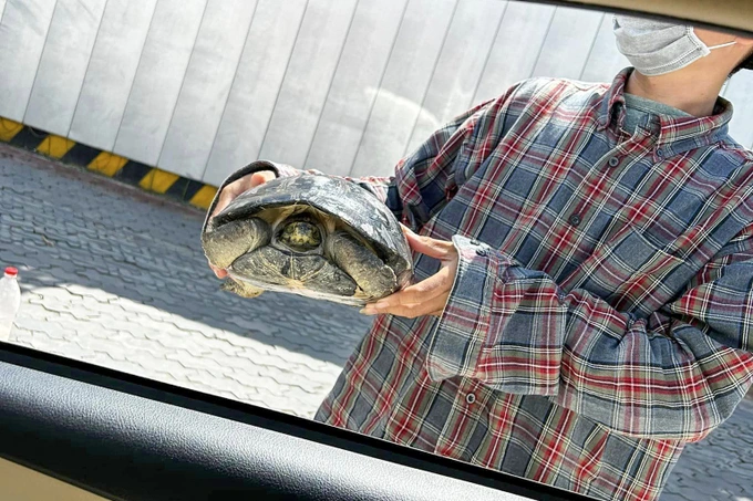 Người đàn ông mang rùa đến tận xe chị Y. để ngã giá (Ảnh: Nhân vật cung cấp).