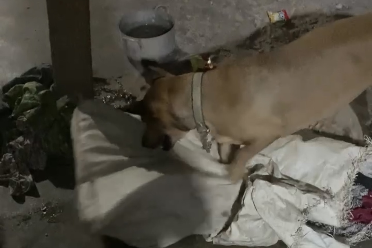 Con chó dại nhà ông Phúc đang được xích lại.