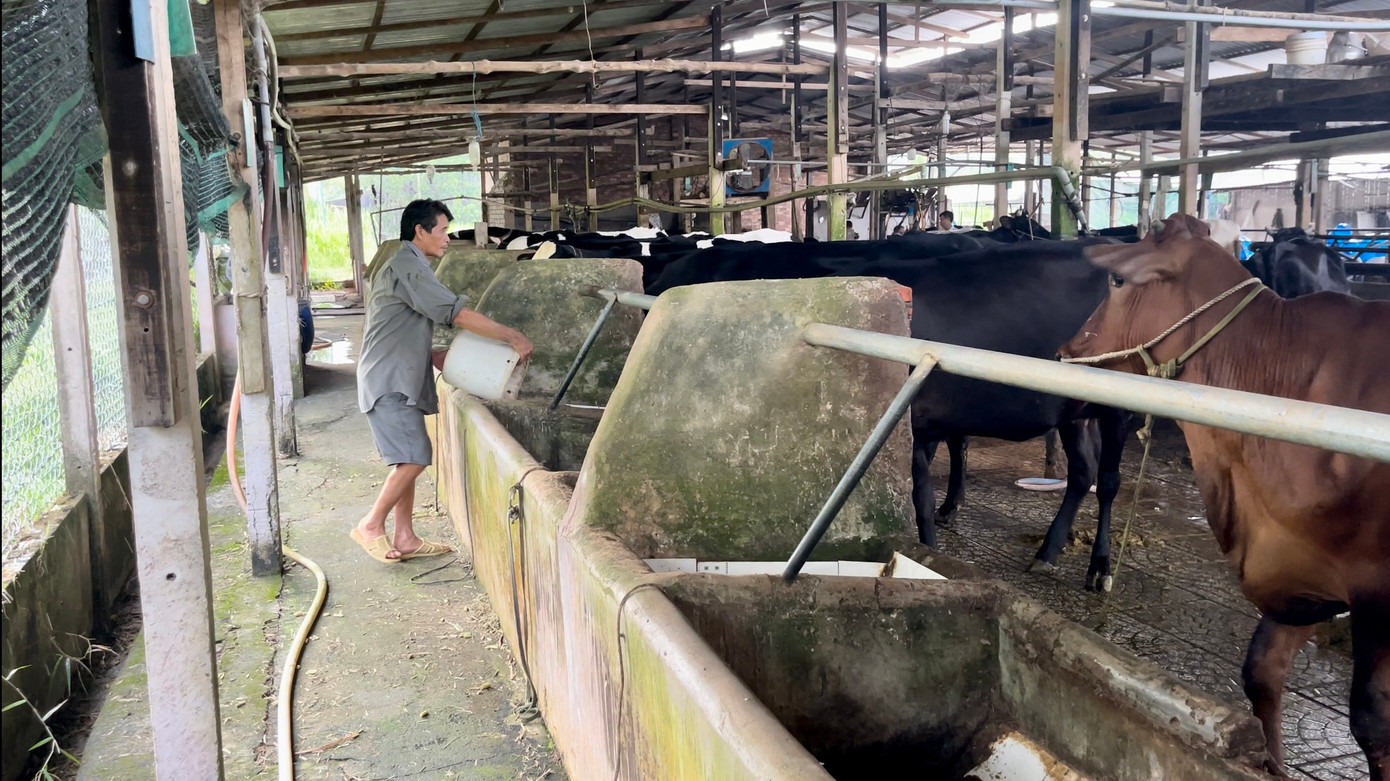 Ông Hà Văn Ri cầm cự duy trì đàn bò hơn 100 con.