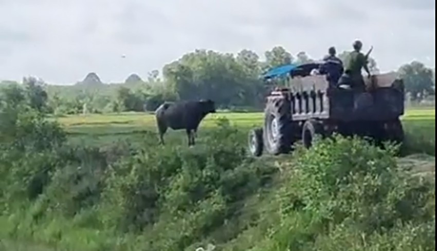 Lực lượng chức năng sau đó đã bắn hạ con vật để đảm bảo an toàn. Ảnh: HT