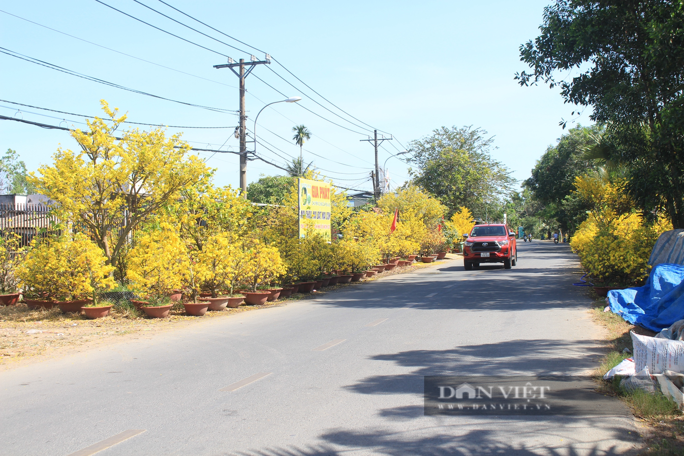 Xã Bình Lợi, huyện Bình Chánh, TP.HCM rực sắc hoa mai mỗi dịp Tết đến, xuân về. Ảnh: Hồng Phúc