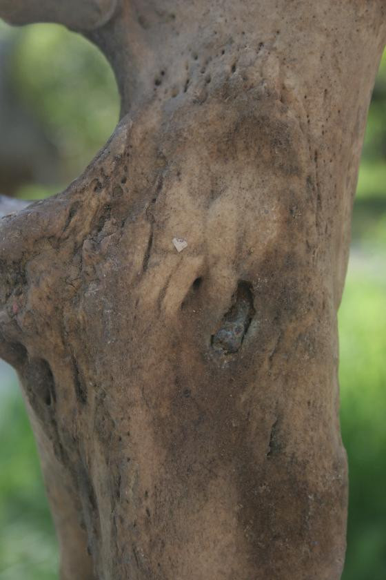 Trong xương chân tê giác, có... một viên đạn. Trong xương chân tê giác, có... một viên đạn