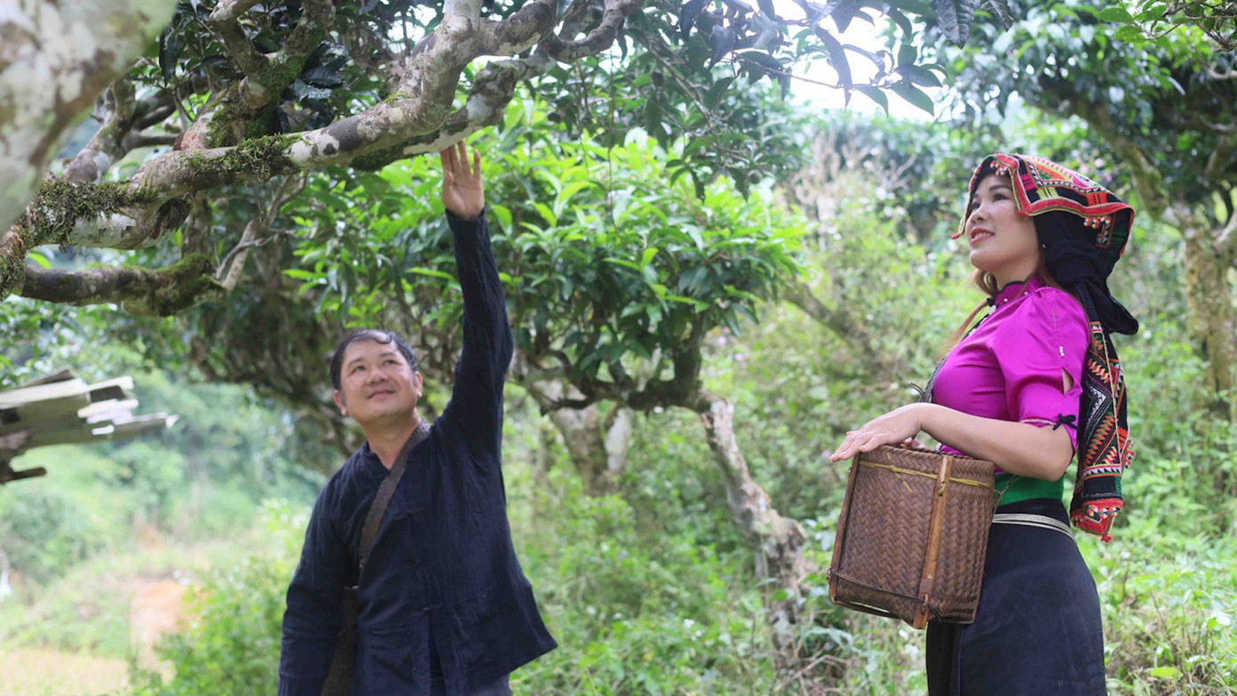 Cây chè đang giúp người dân có cuộc sống ấm no. Cây chè đang giúp người dân có cuộc sống ấm no.