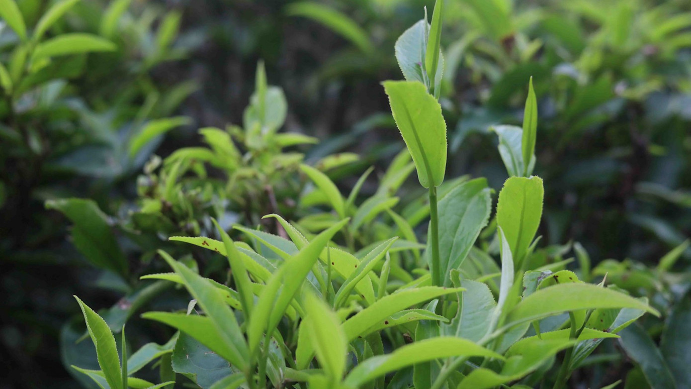 Chè shan tuyết của Tô Múa ngon nức tiếng. Chè shan tuyết của Tô Múa ngon nức tiếng.