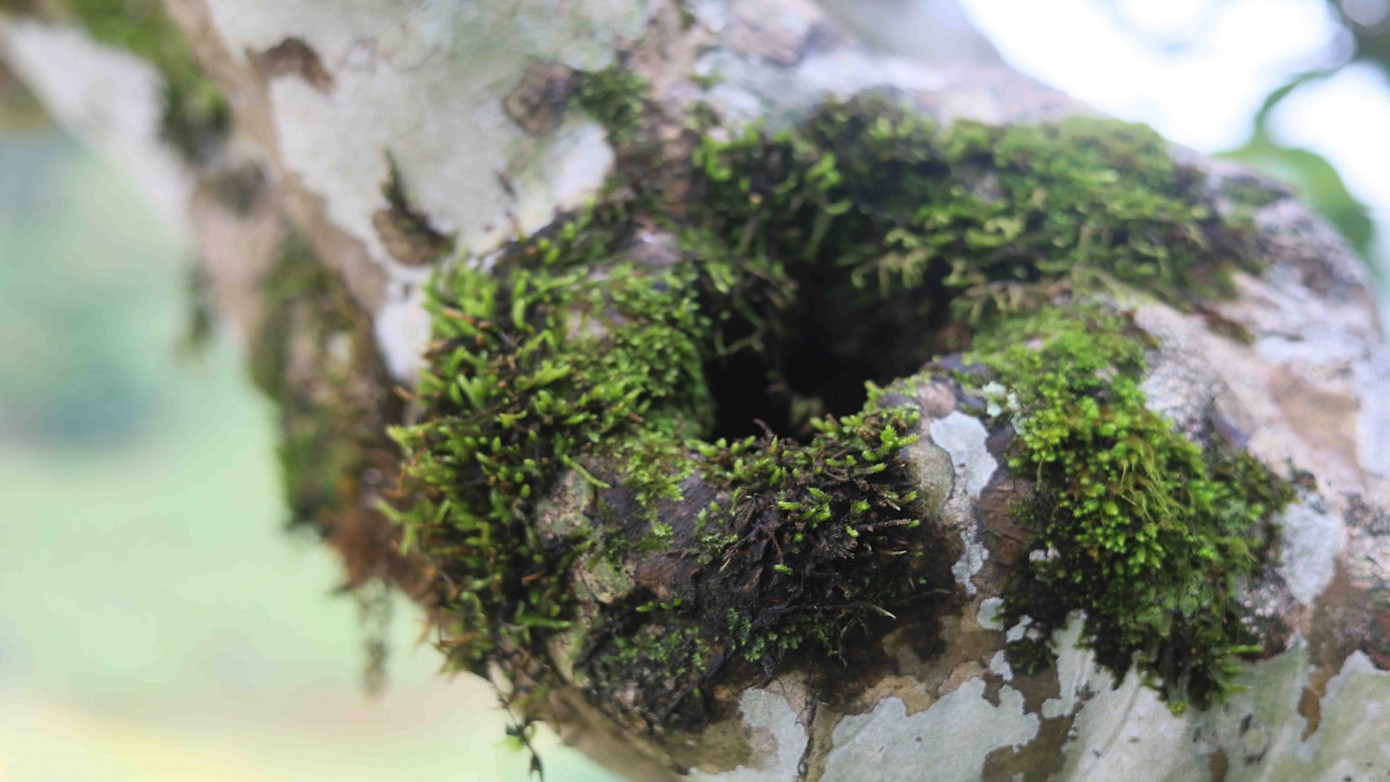 Rêu phong trên chè cổ thụ. Rêu phong trên chè cổ thụ.