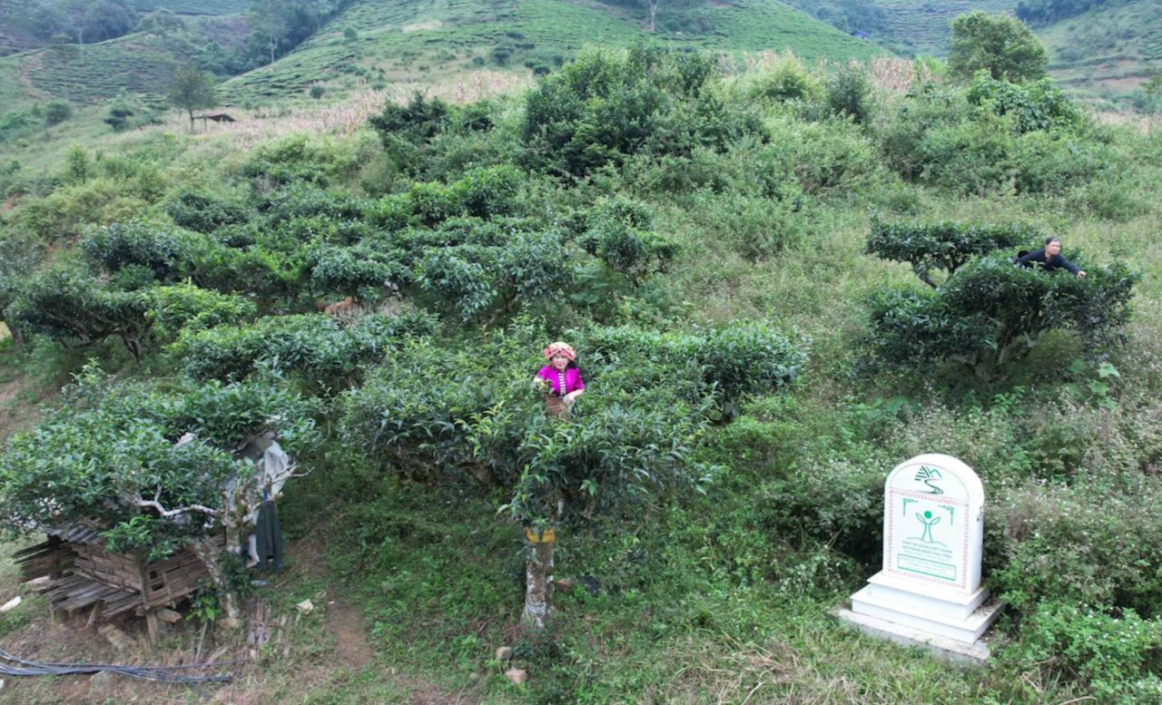 Đồi chè cổ thụ của người dân Tô Múa. Đồi chè cổ thụ của người dân Tô Múa.