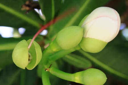 Bàng vuông chưa khoe sắc