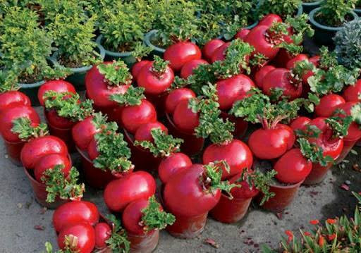 Giới trẻ Hà Thành "rộ mốt" tự trồng hoa cảnh độc lạ chơi Tết ảnh 7