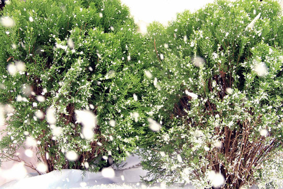 Mở hội Noel ở Công viên nước Hồ Tây ảnh 1