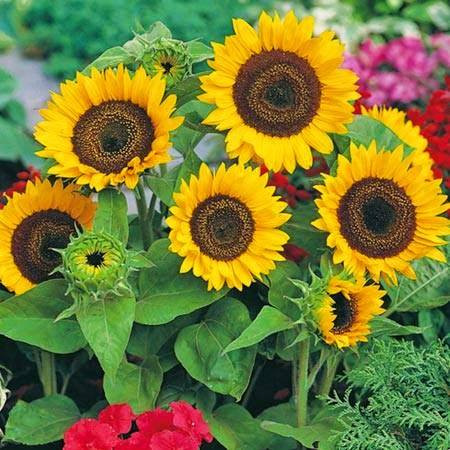 Giới trẻ Hà Thành "rộ mốt" tự trồng hoa cảnh độc lạ chơi Tết ảnh 4