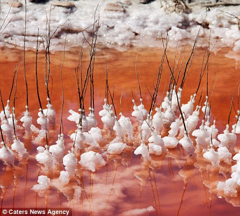 Những tinh thể muối bám ở những cành cây khô 