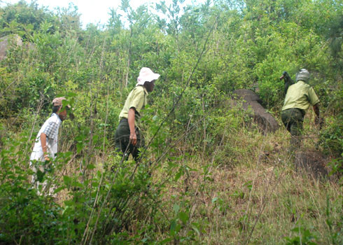 Đoàn săn vào núi Đình, nơi có nhiều hang hốc, bụi rậm nghi là chốn ẩn nấp của dã thú