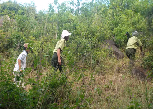 Đoàn săn vào núi Đình, nơi có nhiều hang hốc, bụi rậm nghi là chốn ẩn nấp của dã thú